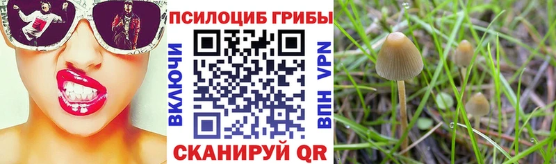 Псилоцибиновые грибы GOLDEN TEACHER  Бор 