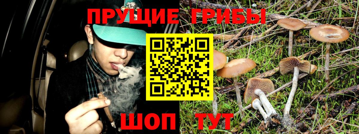 Псилоцибиновые грибы Psilocybe Бор